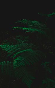 Preview wallpaper fern, dark, green, plant, leaves