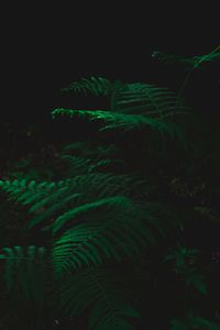 Preview wallpaper fern, dark, green, plant, leaves