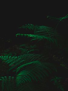 Preview wallpaper fern, dark, green, plant, leaves