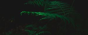 Preview wallpaper fern, dark, green, plant, leaves