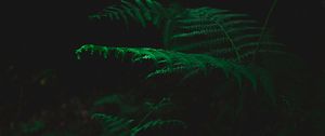 Preview wallpaper fern, dark, green, plant, leaves