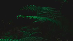 Preview wallpaper fern, dark, green, plant, leaves