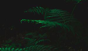 Preview wallpaper fern, dark, green, plant, leaves