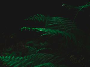 Preview wallpaper fern, dark, green, plant, leaves