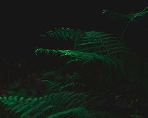 Preview wallpaper fern, dark, green, plant, leaves