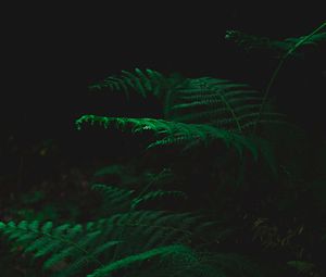 Preview wallpaper fern, dark, green, plant, leaves