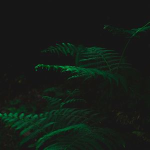 Preview wallpaper fern, dark, green, plant, leaves