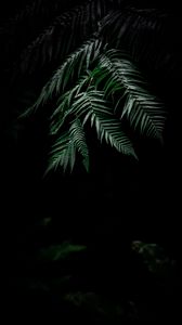 Preview wallpaper fern, dark, leaves, plant