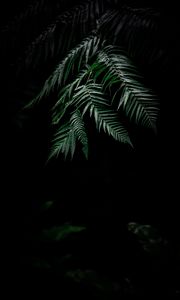 Preview wallpaper fern, dark, leaves, plant