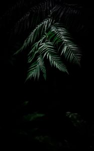 Preview wallpaper fern, dark, leaves, plant