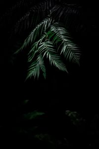 Preview wallpaper fern, dark, leaves, plant