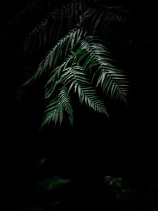 Preview wallpaper fern, dark, leaves, plant