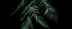 Preview wallpaper fern, dark, leaves, plant