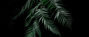 Preview wallpaper fern, dark, leaves, plant