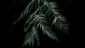 Preview wallpaper fern, dark, leaves, plant