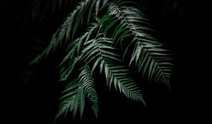 Preview wallpaper fern, dark, leaves, plant