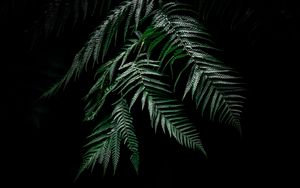 Preview wallpaper fern, dark, leaves, plant