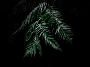 Preview wallpaper fern, dark, leaves, plant