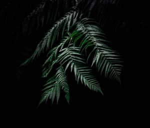 Preview wallpaper fern, dark, leaves, plant