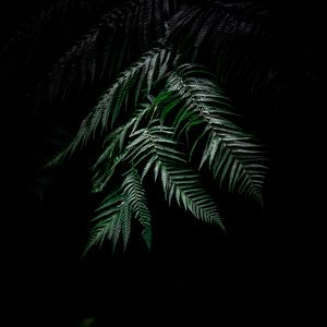 Preview wallpaper fern, dark, leaves, plant