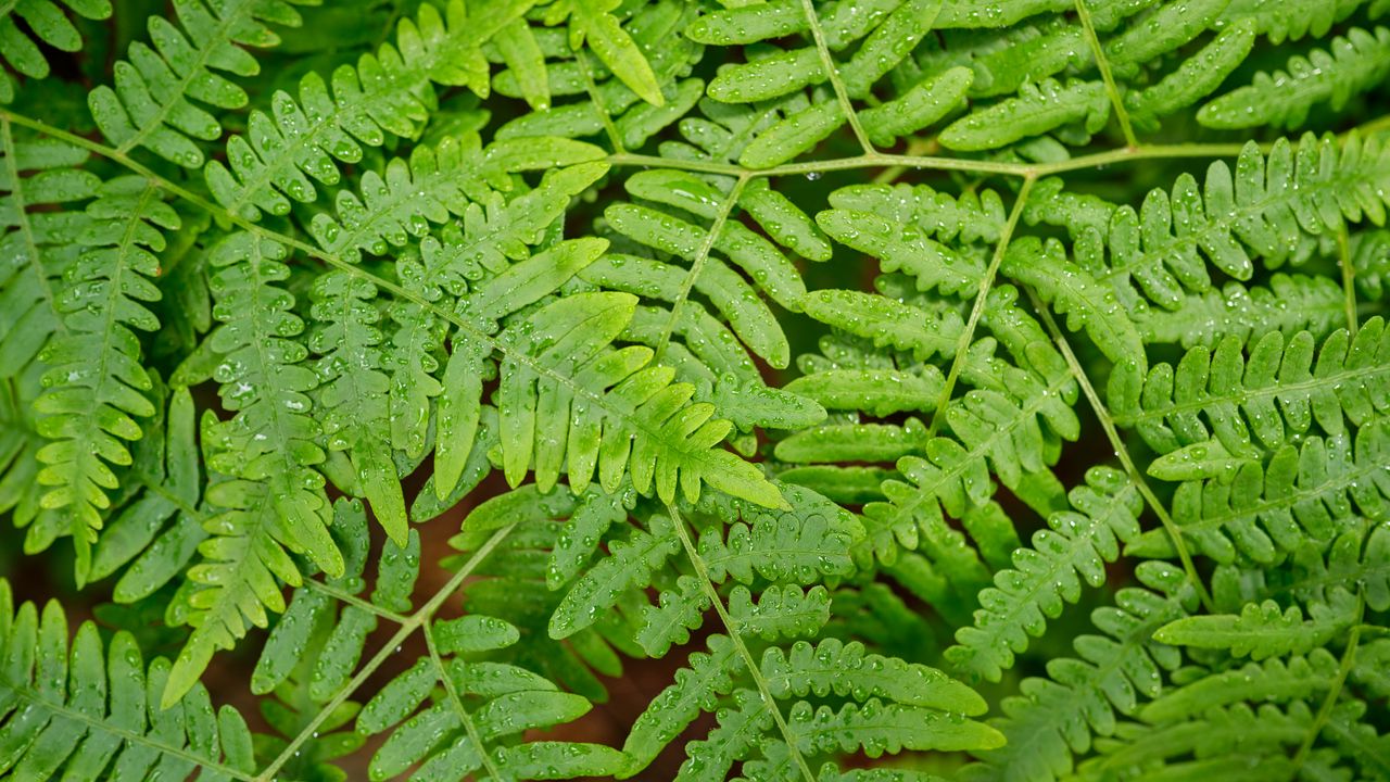 Wallpaper fern, dew, wet, green, plant, fresh