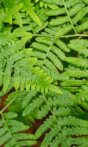 Preview wallpaper fern, dew, wet, green, plant, fresh