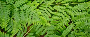 Preview wallpaper fern, dew, wet, green, plant, fresh