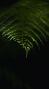 Preview wallpaper fern, drop, macro, dark