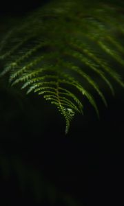 Preview wallpaper fern, drop, macro, dark