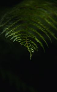 Preview wallpaper fern, drop, macro, dark