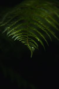 Preview wallpaper fern, drop, macro, dark