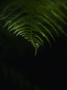 Preview wallpaper fern, drop, macro, dark