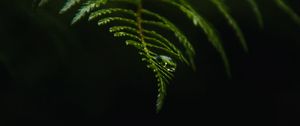 Preview wallpaper fern, drop, macro, dark