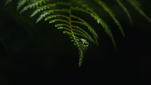 Preview wallpaper fern, drop, macro, dark