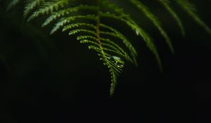 Preview wallpaper fern, drop, macro, dark