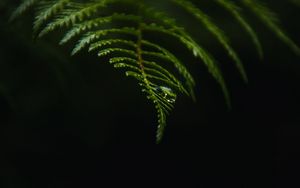 Preview wallpaper fern, drop, macro, dark