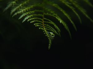 Preview wallpaper fern, drop, macro, dark