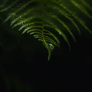 Preview wallpaper fern, drop, macro, dark