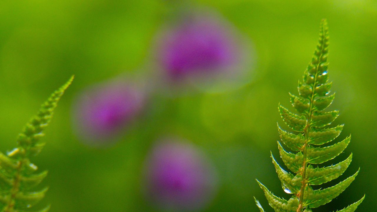 Wallpaper fern, drops, rain, blur, macro