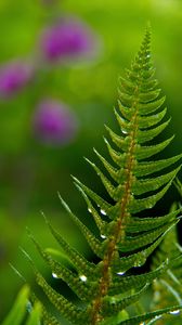 Preview wallpaper fern, drops, rain, blur, macro
