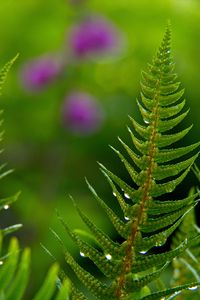 Preview wallpaper fern, drops, rain, blur, macro