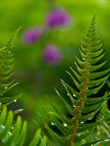 Preview wallpaper fern, drops, rain, blur, macro