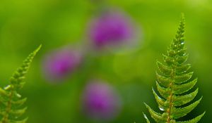Preview wallpaper fern, drops, rain, blur, macro