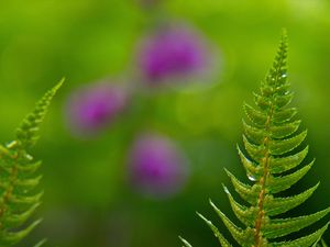 Preview wallpaper fern, drops, rain, blur, macro