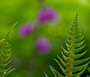 Preview wallpaper fern, drops, rain, blur, macro