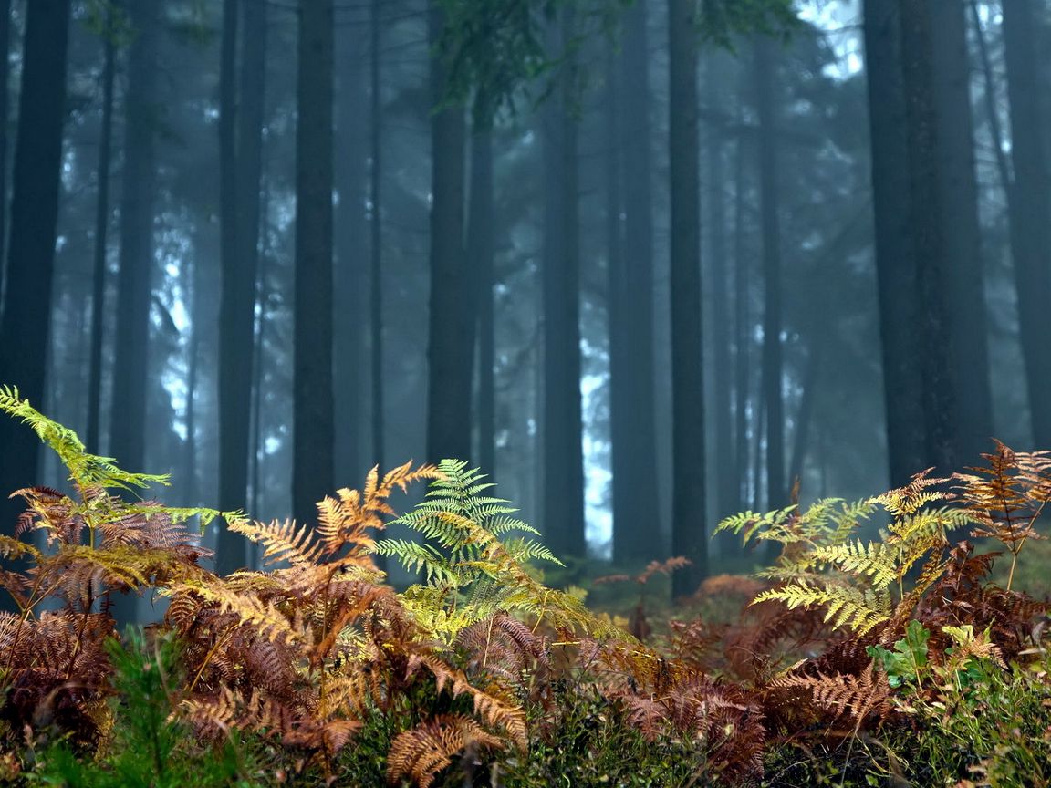 Download wallpaper 1152x864 fern, foreground, trees, wood, autumn