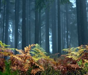 Preview wallpaper fern, foreground, trees, wood, autumn