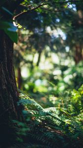 Preview wallpaper fern, forest, tree, nature