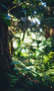 Preview wallpaper fern, forest, tree, nature