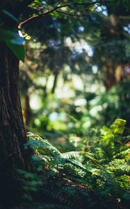 Preview wallpaper fern, forest, tree, nature